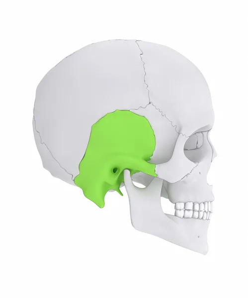 Anatomii kości skroniowej — Zdjęcie stockowe