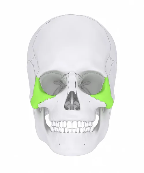 Skull Zygomatic bone anatomy — Stock Photo, Image