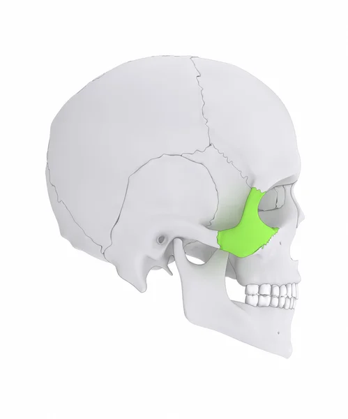 Caveira Anatomia óssea zigomática — Fotografia de Stock