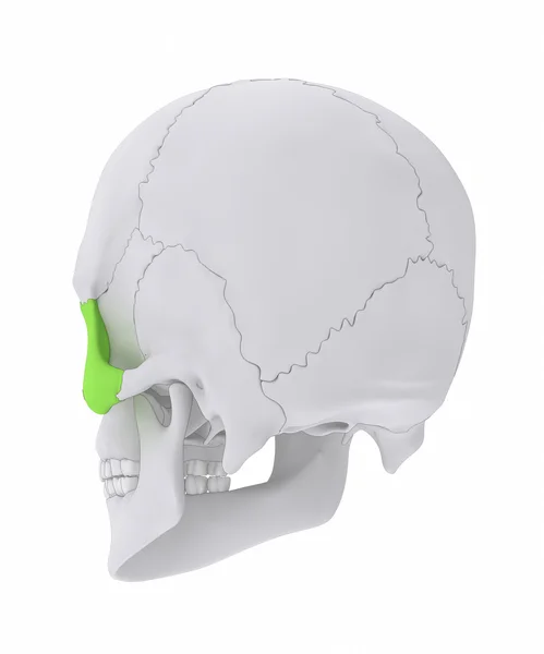 Kafatası elmacık kemiği anatomisi — Stok fotoğraf