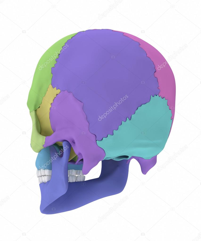 human skull bones anatomy