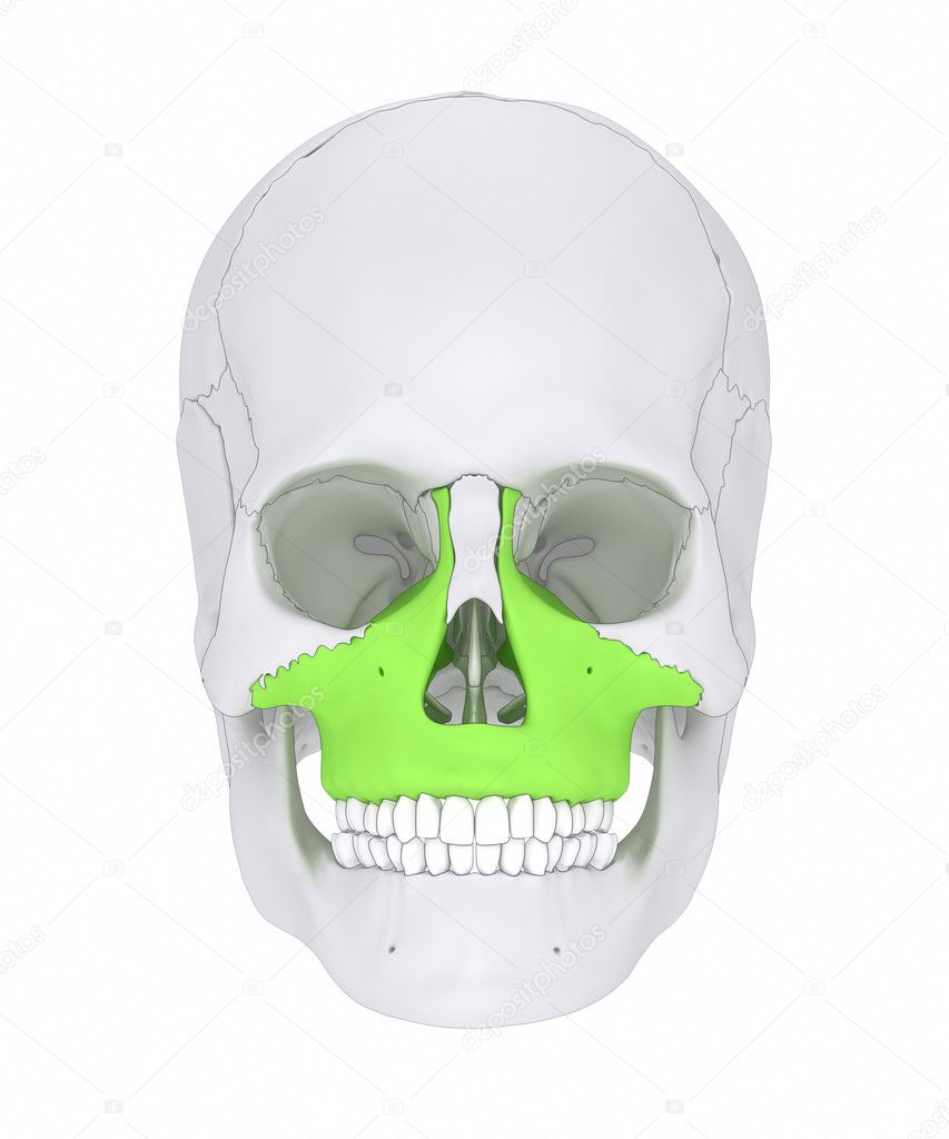 maxilla human skull bone stock photo cliparea 125321830 maxilla