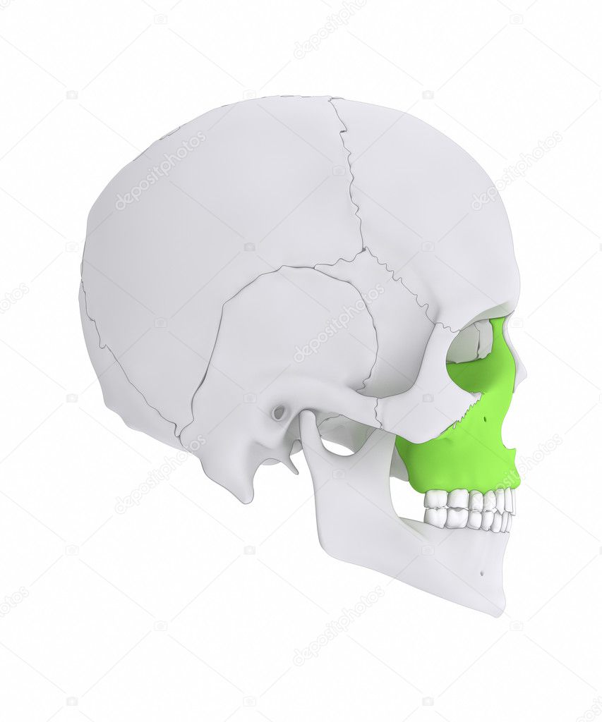 Maxilla human skull bone