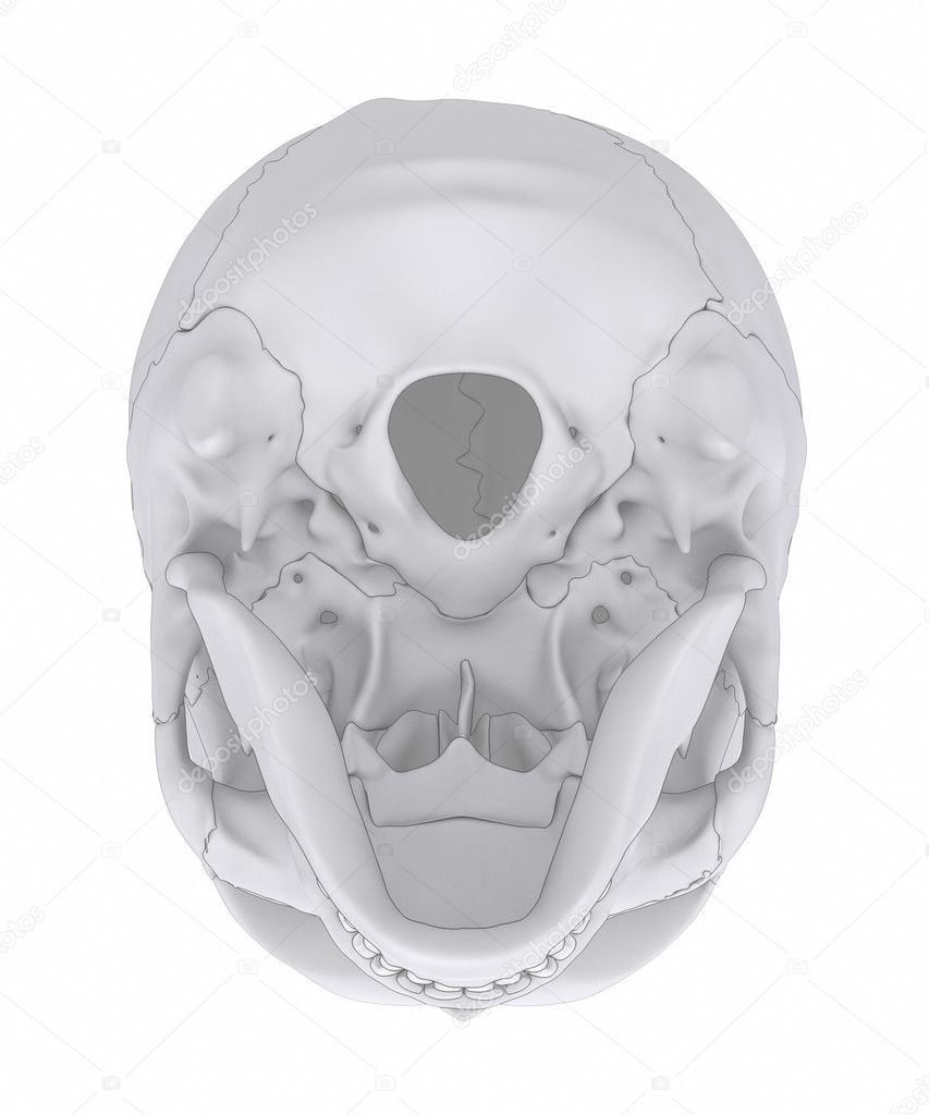 Human skull bones anatomy