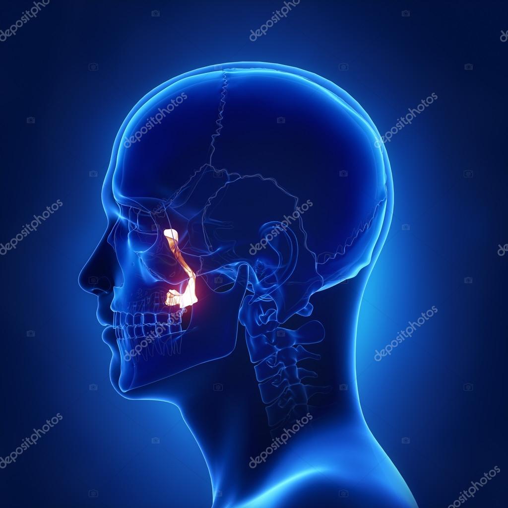 Palatine bone, human skull — Stock Photo © CLIPAREA #125322462