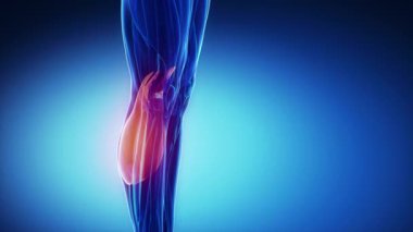 insan gastroknemius kas