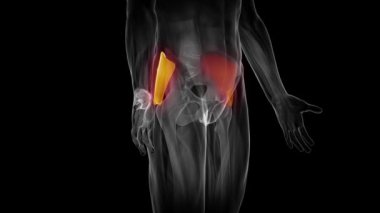 insan gluteus kitle iletişim araçları kasları
