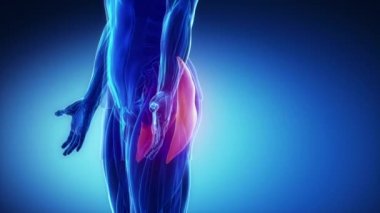 insan gluteus maksimus kas