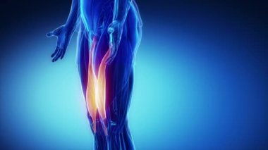 insan vastus medialis kasları