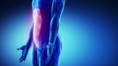 insan rektus karın kasları