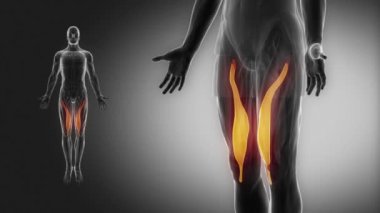 insan vastus medialis kasları