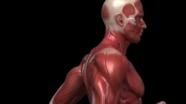 adam çalıştıran kas anatomisi