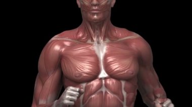 adam çalıştıran kas anatomisi