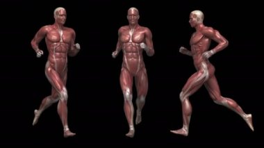 adam çalıştıran kas anatomisi