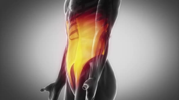 Músculos oblicuos abdominales externos humanos — Vídeo de stock