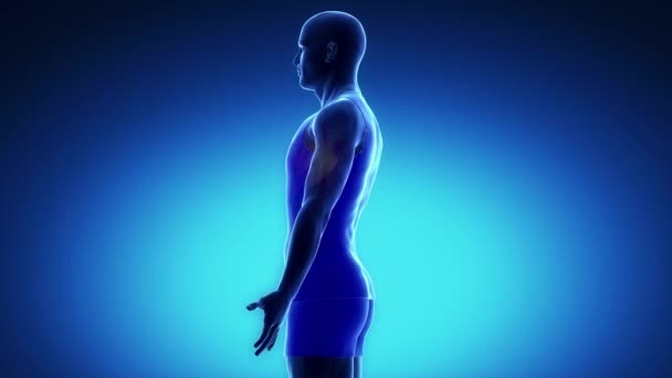 Músculos pectorales mayores humanos — Vídeos de Stock