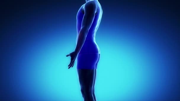 Мышцы живота прямой кишки человека — стоковое видео