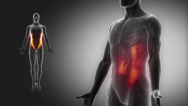 Menneskelige ydre abdominal skrå muskler – Stock-video