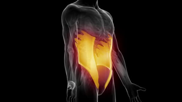 Músculos oblicuos abdominales externos humanos — Vídeos de Stock