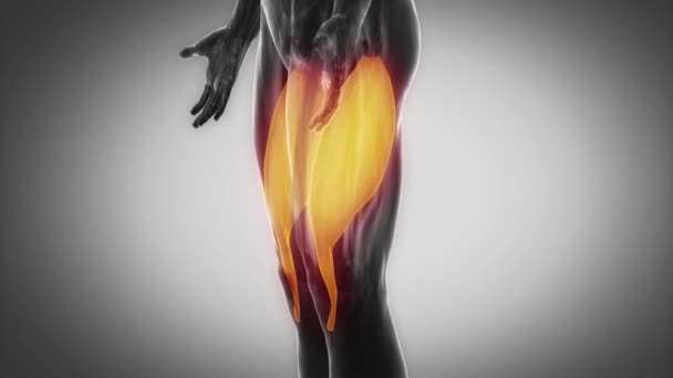人类肌外侧肌 — 图库视频影像