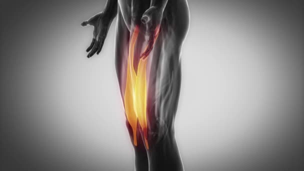 人类肌内侧肌肉 — 图库视频影像