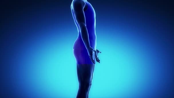 人类的臀大肌肌肉 — 图库视频影像