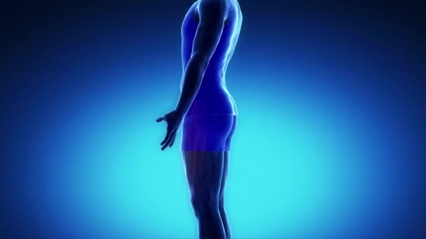 Muscles du rectus femoris humain — Video