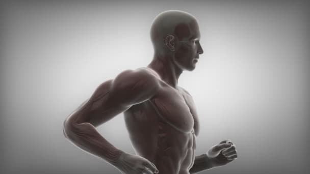 Running man with muscular anatomy — Stock Video