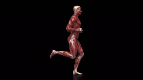 Running man with muscular anatomy — Stock Video