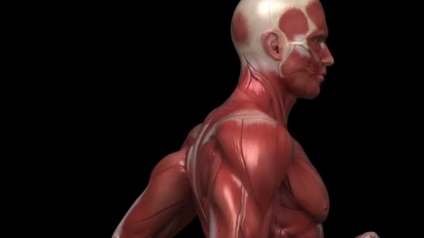 Running man with muscular anatomy — Stock Video