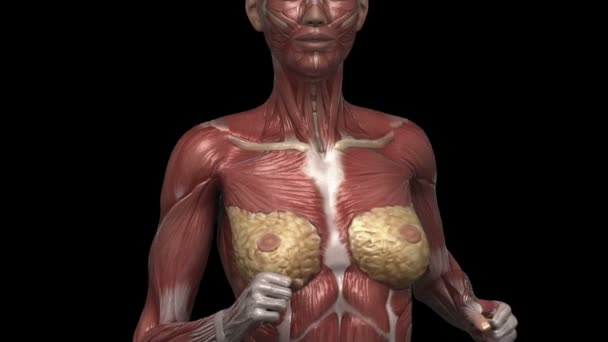Бегущая женщина с мышечной анатомией — стоковое видео