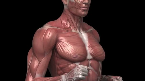 Running man with muscular anatomy — Stock Video