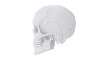 İnsan kafatası kemik parçaları ile