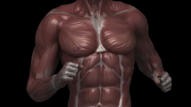 Uomo in corsa con anatomia muscolare — Video Stock