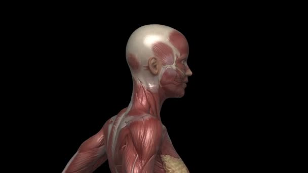 Running woman with muscular anatomy — Stock Video