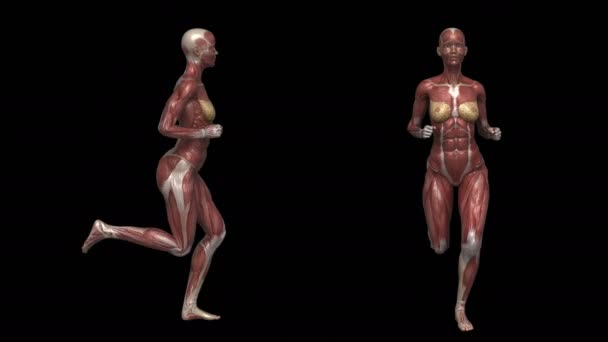 Donna in corsa con anatomia muscolare — Video Stock