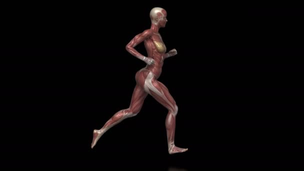 Courir femme avec anatomie musculaire — Video