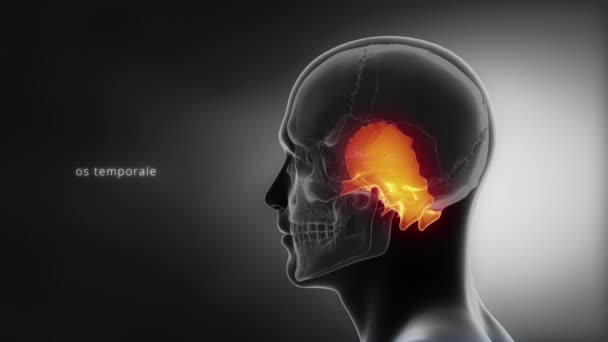 Anatomia del cranio umano — Video Stock