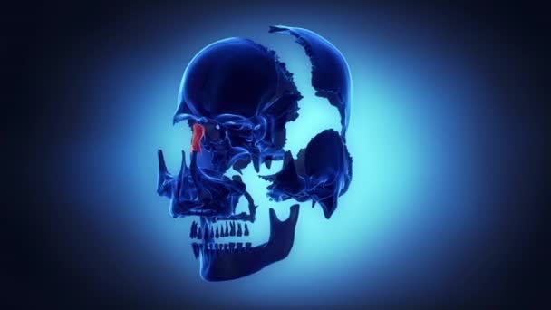 Анатомия черепа человека — стоковое видео