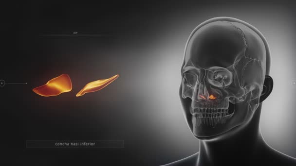 crâne humain croncha os 