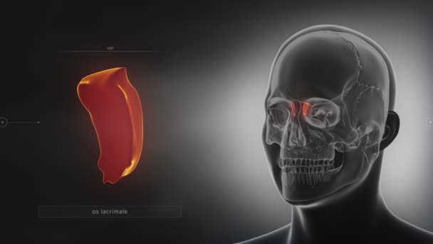 crâne humain Os lacrymal 