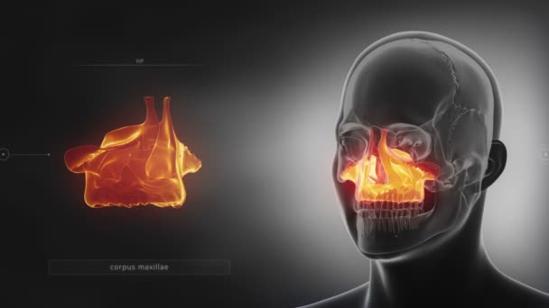 Hueso maxilar del cráneo humano — Vídeo de stock