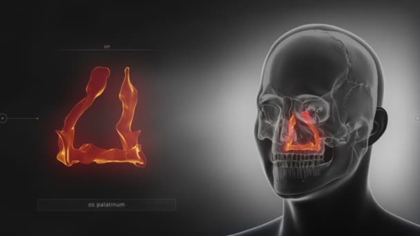 Палатинная кость черепа человека — стоковое видео