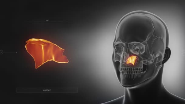 crâne humain vomir os 