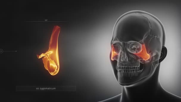 Hueso cigomático del cráneo humano — Vídeo de stock