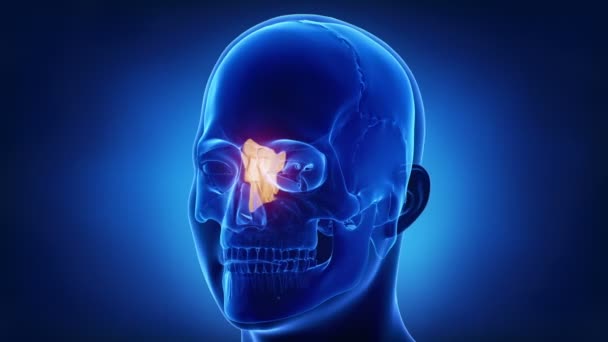 uman crâne os ethmoïde 