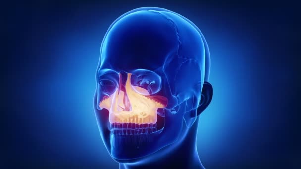 os maxillaire du crâne humain 