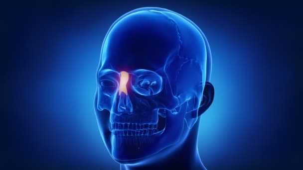 Hueso nasal del cráneo humano — Vídeos de Stock
