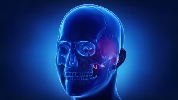  os occipital du crâne humain 