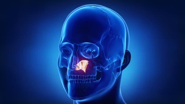 vomir os du crâne humain 